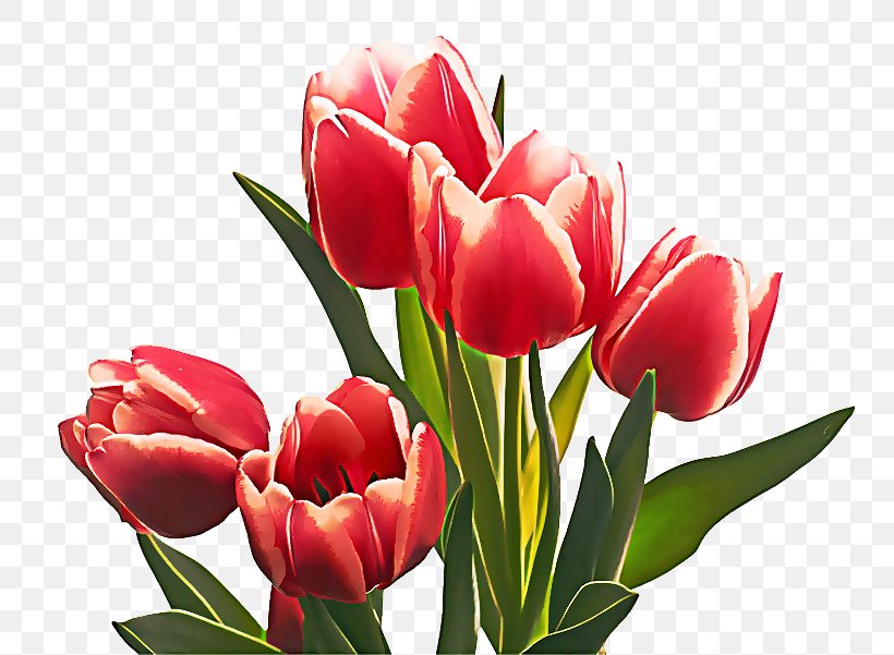 Flower Flowering Plant Petal Tulip Plant, PNG, 800x601px, Flower, Cut Flowers, Flowering Plant, Lady Tulip, Petal Download Free
