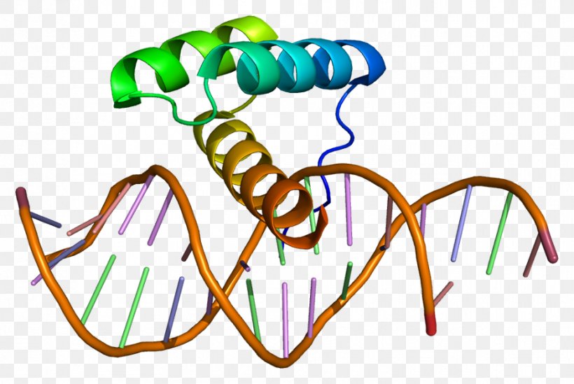 Msh Homeobox 2 MSX1 Gene Protein, PNG, 931x624px, Homeobox, Area, Artwork, Dna, Dnabinding Protein Download Free