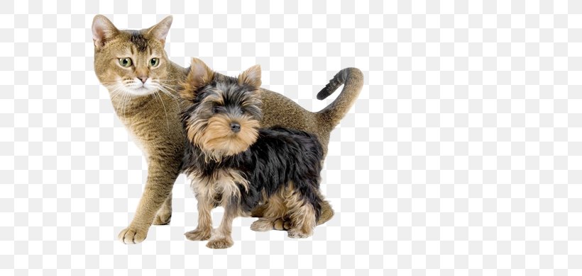 Yorkshire Terrier Kitten Cat Dog Grooming Pet, PNG, 650x390px, Yorkshire Terrier, Carnivoran, Cat, Cat Like Mammal, Dog Download Free
