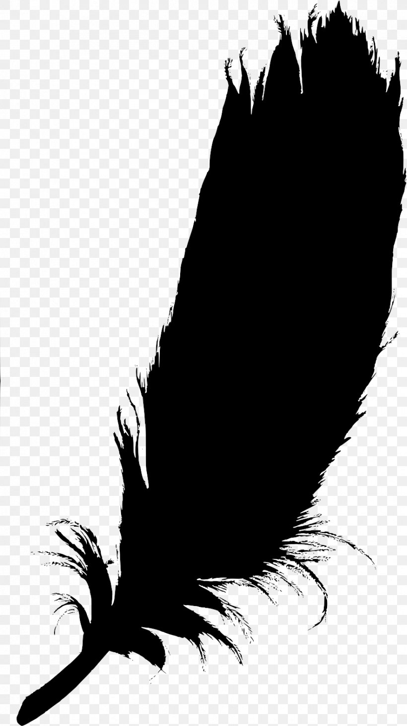 Beak Bird Of Prey Feather Quill, PNG, 881x1573px, Beak, Bird, Bird Of Prey, Black M, Blackandwhite Download Free