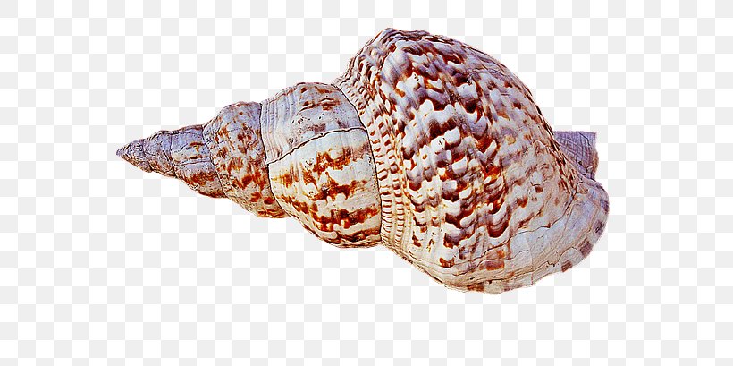 Caracola Seashell Conch, PNG, 640x409px, Caracola, Clams Oysters Mussels And Scallops, Cockle, Conch, Digital Image Download Free