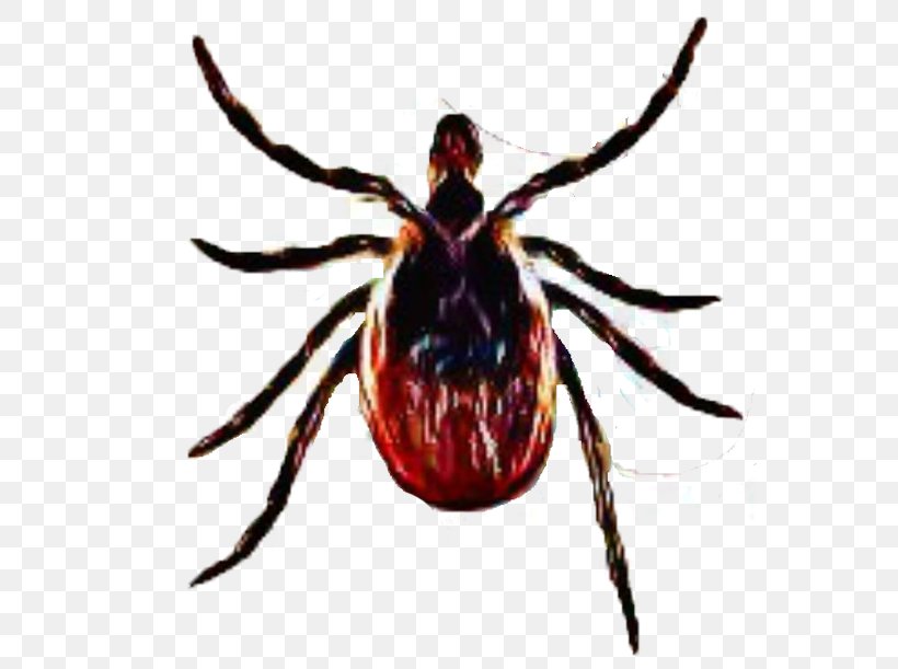 Deer Tick Virus Tick-borne Disease Lyme Disease, PNG, 562x611px, Deer Tick, Arachnid, Arthropod, Bartonella, Disease Download Free