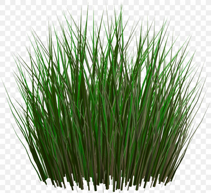 Grasses Lawn Ornamental Grass Fountain Grass, PNG, 1118x1024px, Grasses, Chrysopogon Zizanioides, Commodity, Equisetum, Equisetum Hyemale Download Free