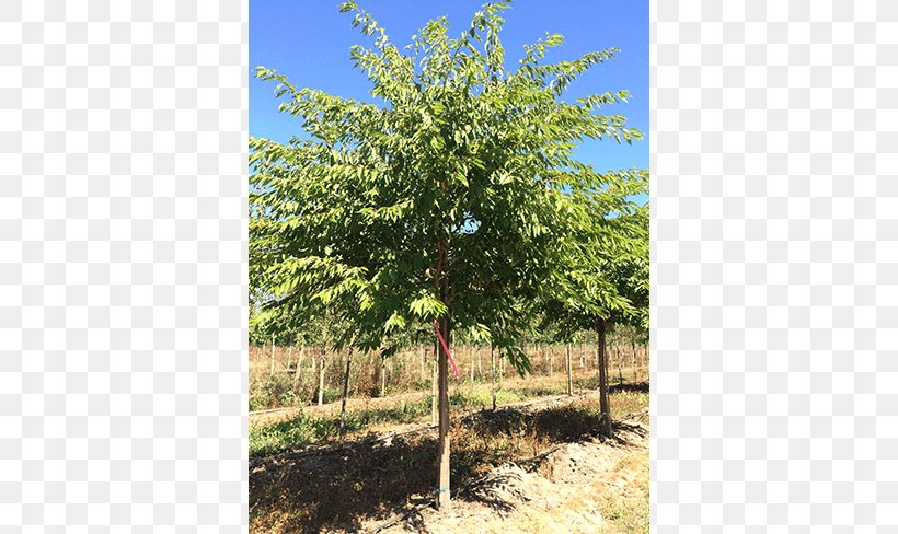 Oak Shade Tree Elm Shrub, PNG, 650x488px, Oak, Biome, Ecosystem, Elm, Evergreen Download Free