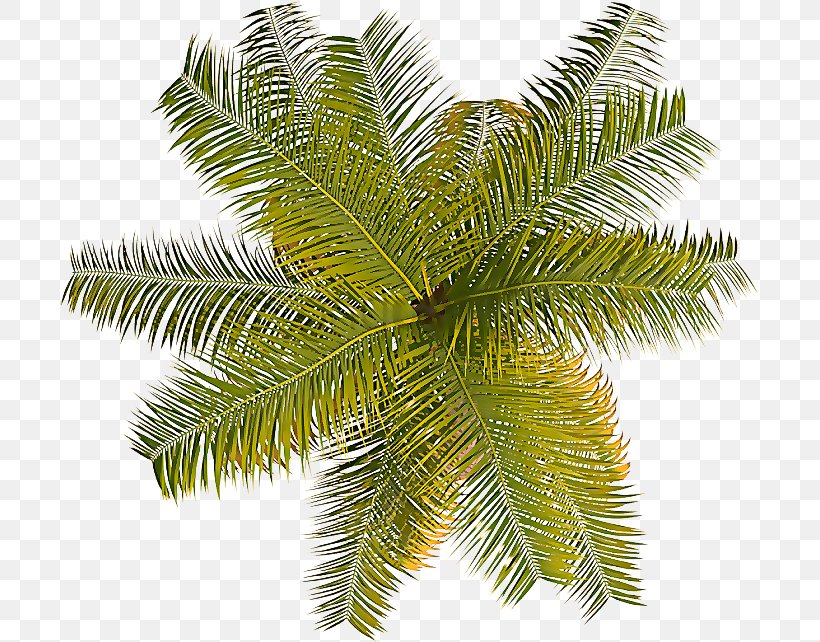 Palm Tree, PNG, 700x642px, Tree, Arecales, Branch, Elaeis, Leaf Download Free