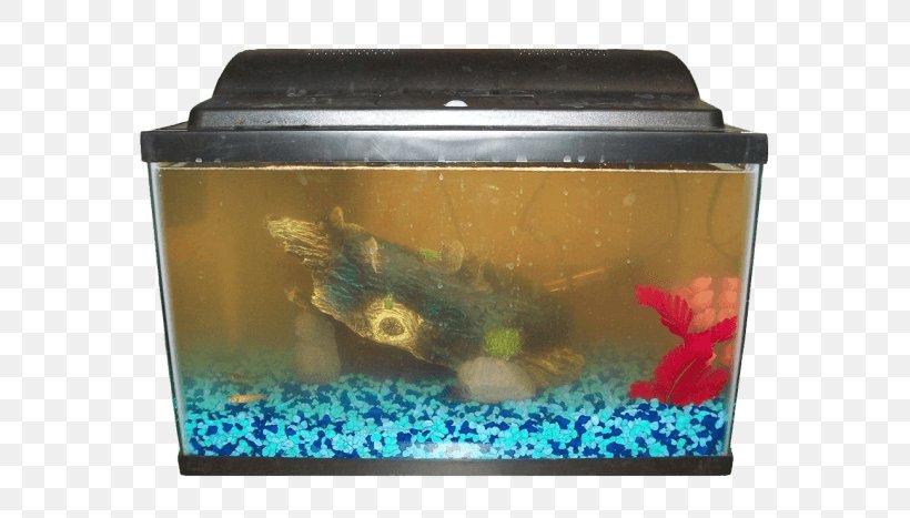 Siamese Fighting Fish Heater Aquarium Filters, PNG, 600x467px, Siamese Fighting Fish, Aquarium, Aquarium Filters, Aquariums, Bubble Nest Download Free