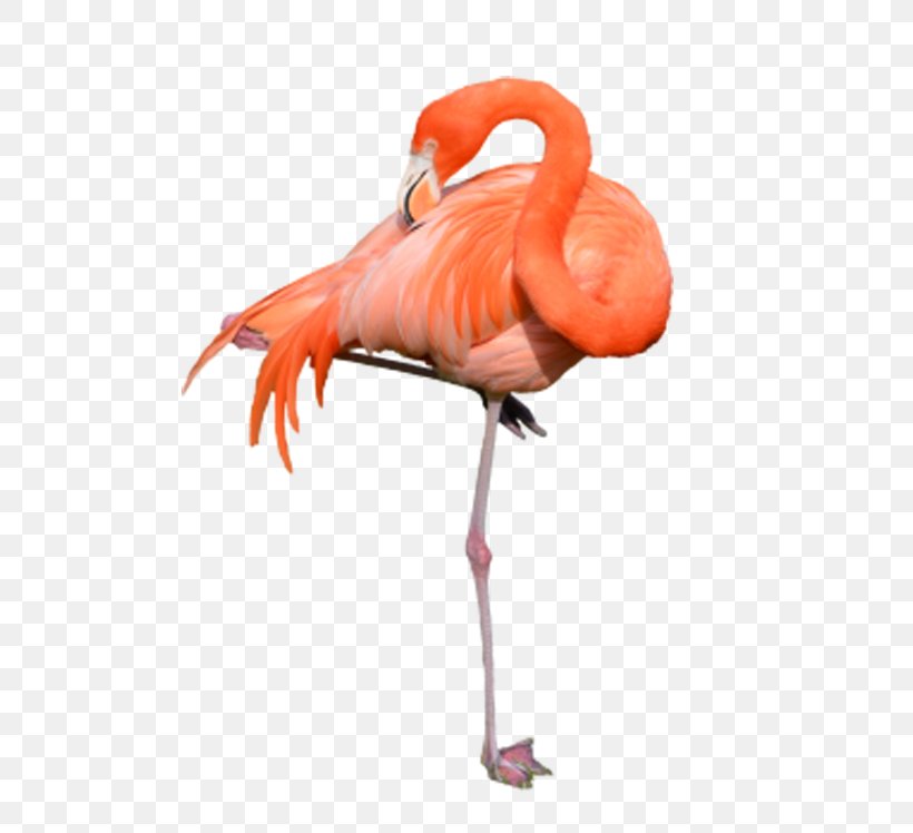 Flamingo Clip Art, PNG, 600x748px, Flamingo, Beak, Bird, Display Resolution, Neck Download Free