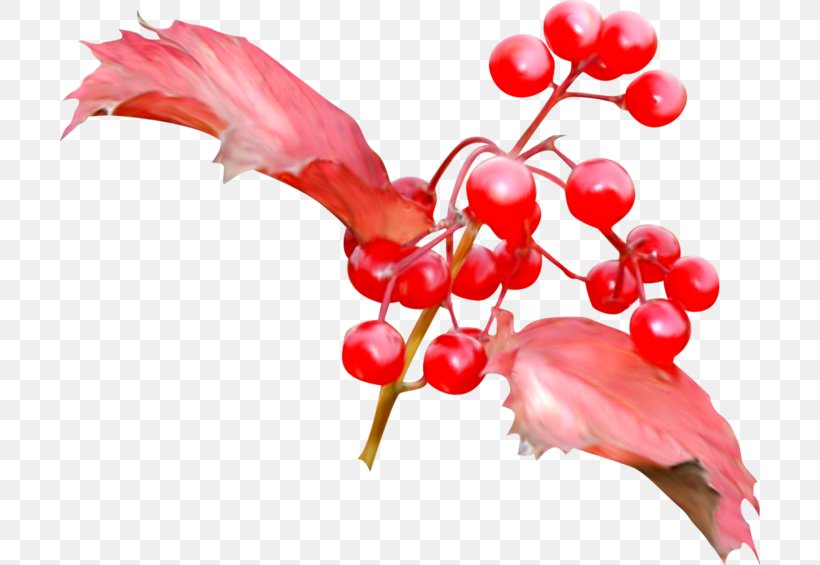 Fruit Cherry, PNG, 700x565px, Fruit, Autumn, Berry, Branch, Cherry Download Free