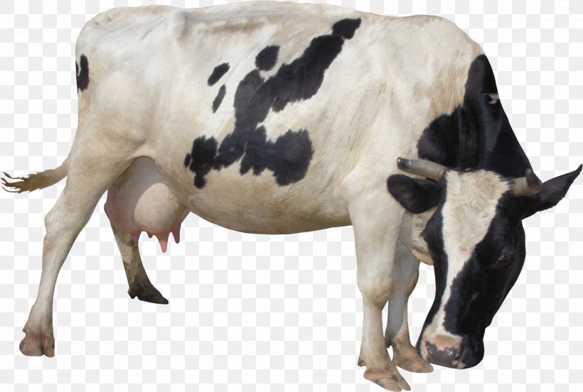 Taurine Cattle Milk Lossless Compression Clip Art, PNG, 2914x1963px, Taurine Cattle, Calf, Cattle, Cattle Like Mammal, Cow Goat Family Download Free