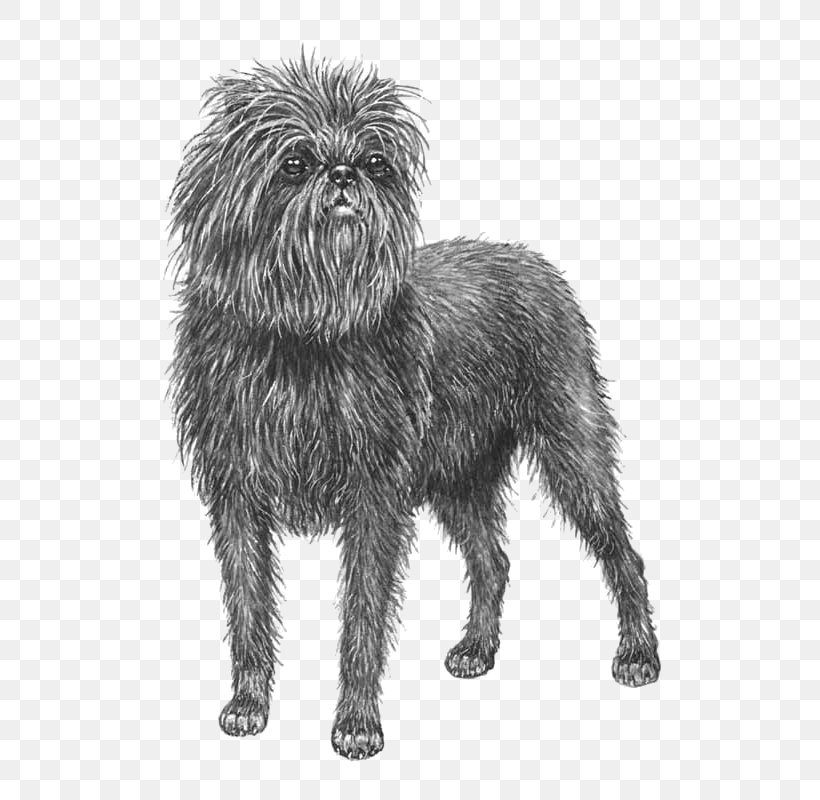 Cairn Terrier Affenpinscher Glen Little Lion Dog Schnoodle, PNG, 800x800px, Cairn Terrier, Affenpinscher, Black And White, Breed, Breed Standard Download Free