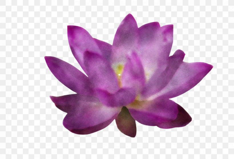 Lotus Flower Summer Flower, PNG, 1657x1126px, Lotus Flower, Biology, Flower, Lavender, Magenta Telekom Download Free