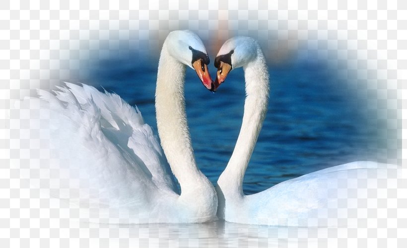 Mute Swan Bird YouTube Animal Black Swan, PNG, 800x500px, Mute Swan, Animal, Beak, Bird, Black Swan Download Free