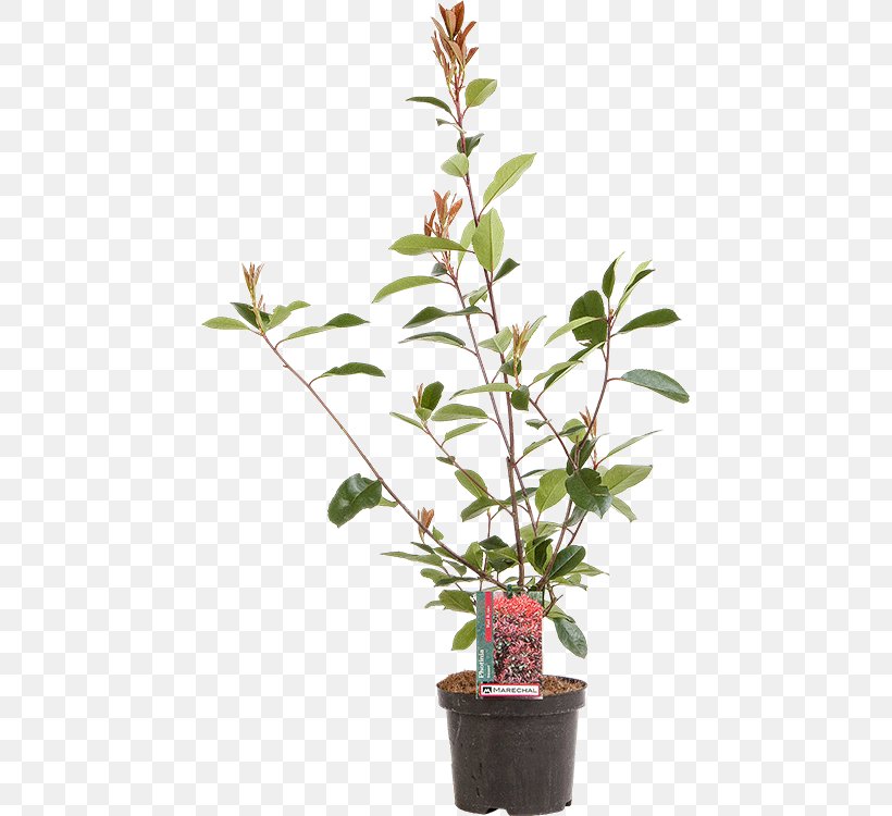 Red Tip Photinia Branch Fotolia Shrub Royalty-free, PNG, 449x750px, Red Tip Photinia, Branch, Evergreen, Flowering Plant, Flowerpot Download Free