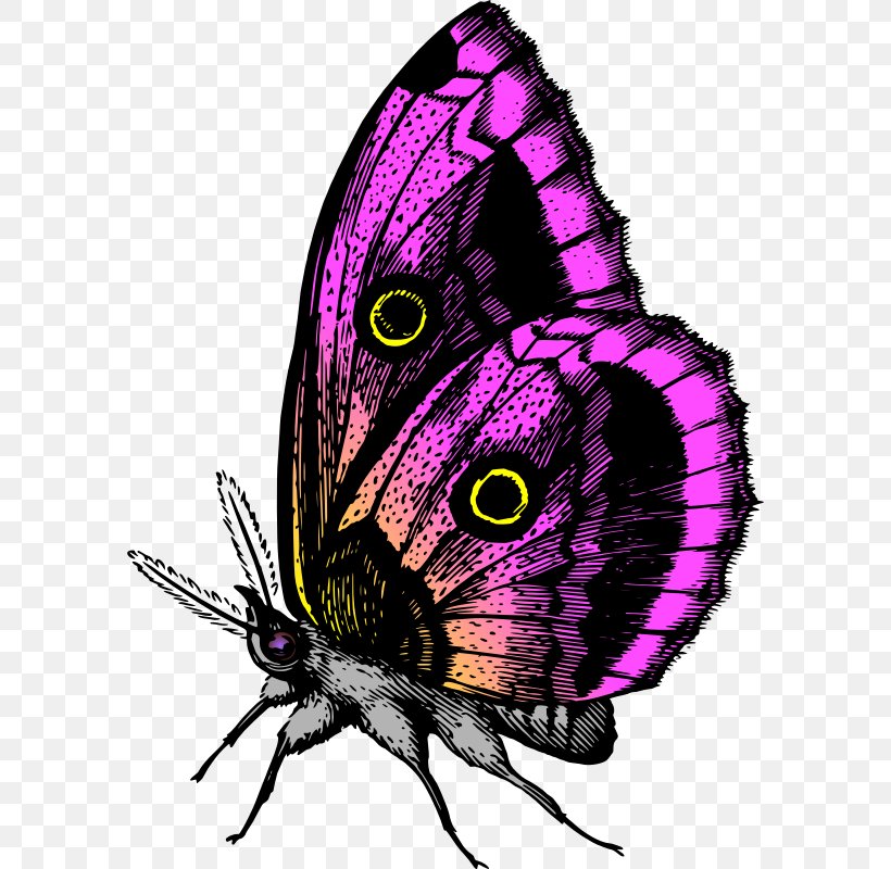 Butterfly Clip Art, PNG, 586x800px, Butterfly, Arthropod, Brush Footed Butterfly, Color, Editing Download Free