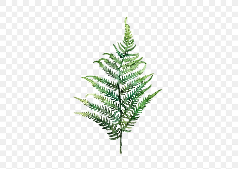 Fern Watercolor Painting Art Leaf, PNG, 431x584px, Fern, Art, Botany, Branch, Christmas Ornament Download Free