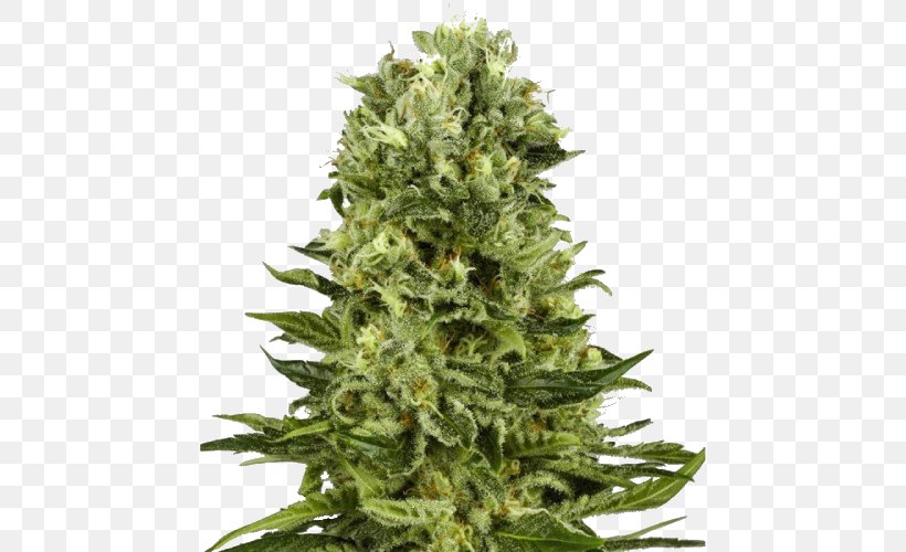 Skunk White Widow Autoflowering Cannabis Marijuana Cannabis Sativa, PNG, 500x500px, Skunk, Autoflowering Cannabis, Cannabis, Cannabis Cultivation, Cannabis Sativa Download Free