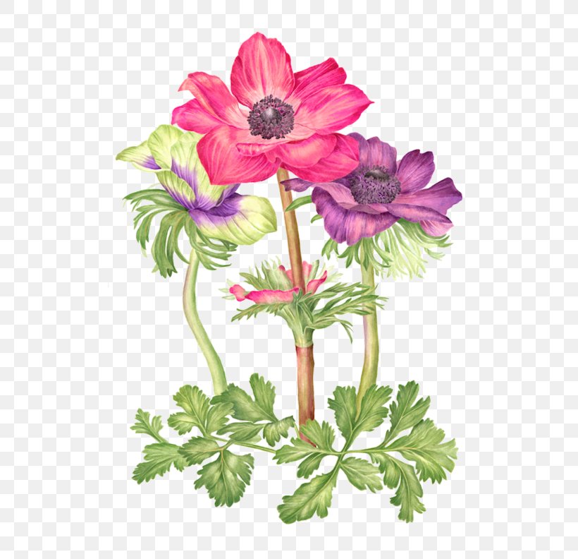 Watercolor Painting Watercolour Flowers, PNG, 600x792px, Watercolor Painting, Anemone, Annual Plant, Art, Botanical Illustration Download Free