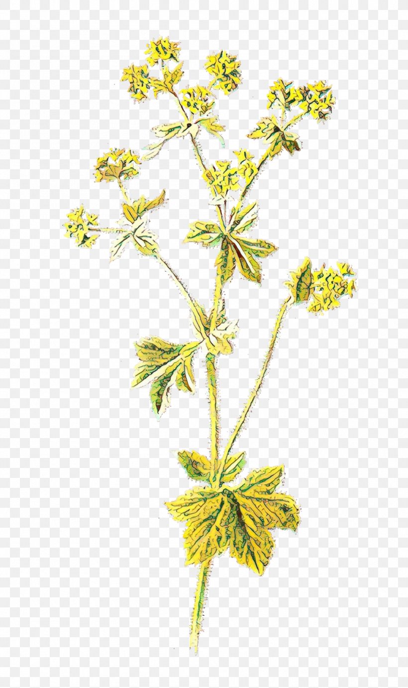Garden Lady's-mantle Illustration Flower Drawing Image, PNG, 949x1600px, Flower, Alchemilla Vulgaris, Cinquefoil, Drawing, Flowering Plant Download Free
