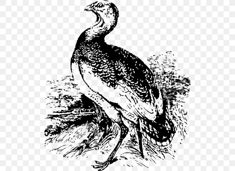 Bird Great Bustard Drawing Vertebrate, PNG, 510x597px, Bird, Art, Beak, Black And White, Bustard Download Free