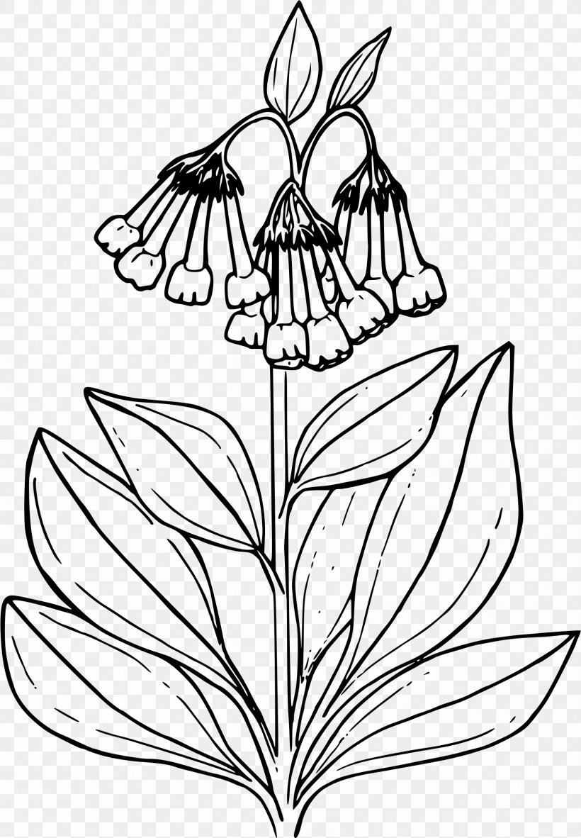 Drawing Color Common Bluebell Clip Art, PNG, 1664x2400px, Drawing, Artwork, Black And White, Branch, Color Download Free