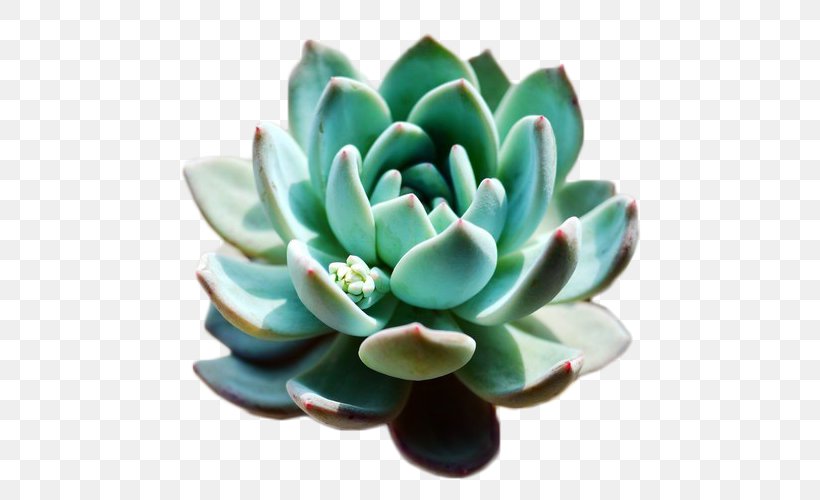 Succulent Plant Flowerpot Haworthia, PNG, 500x500px, Succulent Plant, Crassulaceae, Fasciation, Flower, Flowerpot Download Free