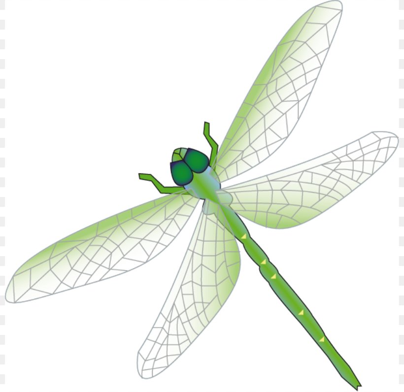 Dragonfly Clip Art, PNG, 800x796px, Dragonfly, Arthropod, Dragonflies And Damseflies, Drawing, Free Content Download Free