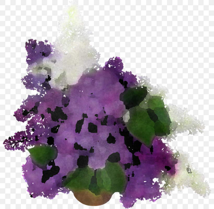 Lavender, PNG, 800x799px, Violet, Animation, Cattleya, Flower, Impatiens Download Free