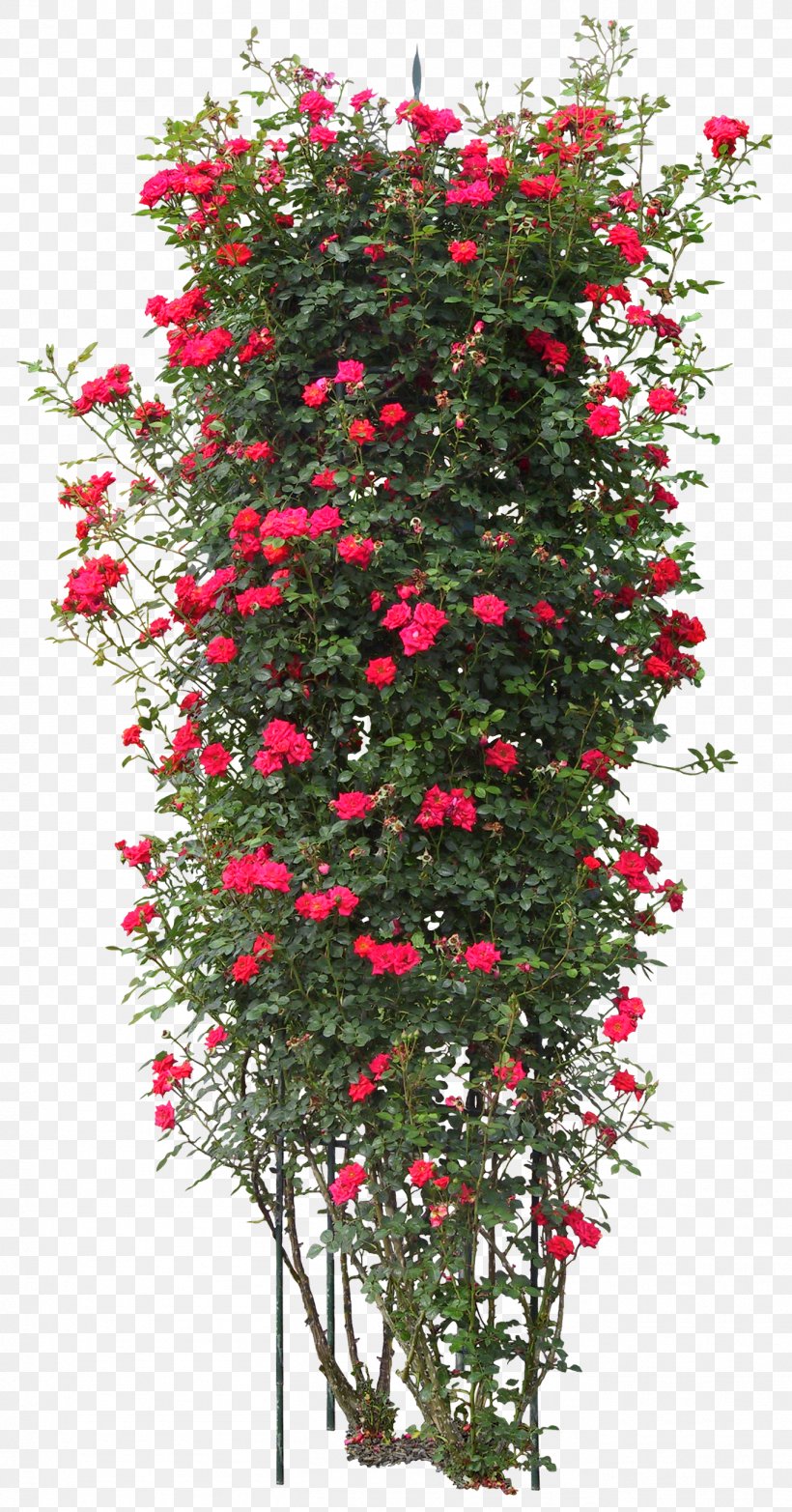 Quercus Suber Tree Plant Rose, PNG, 1362x2600px, Quercus Suber, Branch, Christmas, Christmas Decoration, Christmas Ornament Download Free