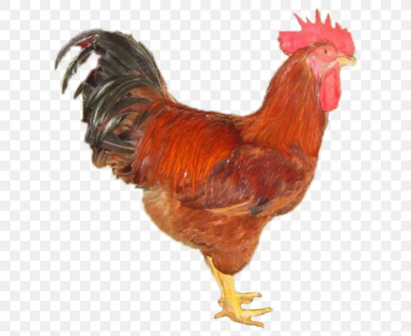 Rooster Gà Ta Lai Bệnh Cầu Trùng Gà Daftar Jenis Ayam Poultry, PNG, 612x670px, Rooster, Beak, Bird, Breed, Chicken Download Free