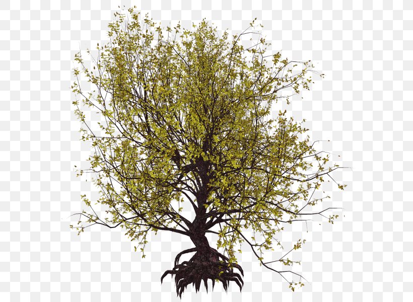 Shrub Web Page Tree Clip Art, PNG, 600x600px, Shrub, Branch, Directory, Material, Plant Download Free