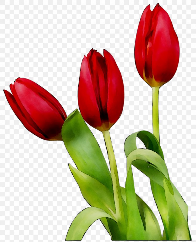 Tulip Image Cartoon Flower Animation, PNG, 1125x1386px, 2018, Tulip, Animation, Artificial Flower, Blog Download Free