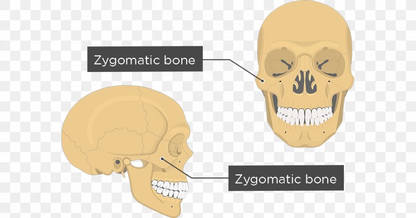 Zygomatic Bone Anatomy Maxilla Human Body, PNG, 1200x630px, Zygomatic Bone, Anatomy, Arm, Bone, Brand Download Free