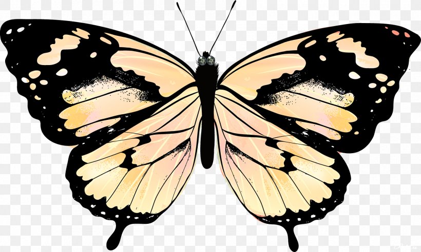 Butterfly Drawing Royalty-free, PNG, 1800x1081px, Butterfly, Art, Arthropod, Brush Footed Butterfly, Drawing Download Free