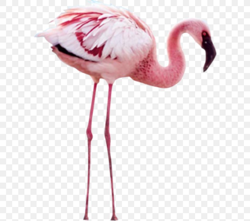 Flamingo Clip Art, PNG, 600x726px, Flamingo, Beak, Bird, Crane Like Bird, Flamingos Download Free