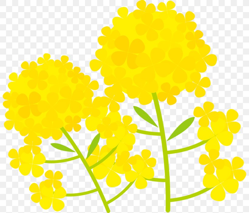 Illustration Of A Two-wheeled Flower., PNG, 802x703px, Chrysanthemum, Chrysanths, Cut Flowers, Dandelion, Flora Download Free
