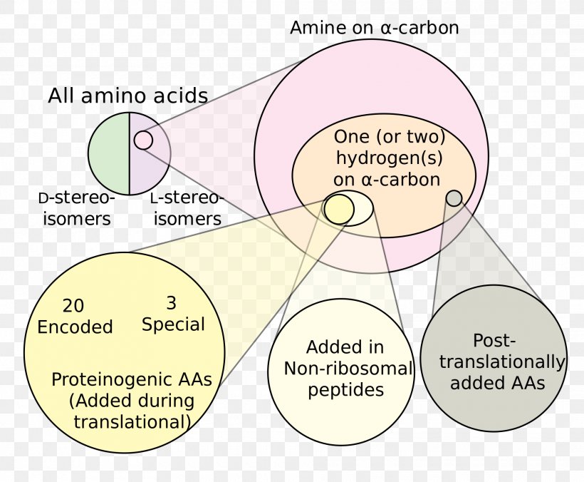 Non-proteinogenic Amino Acids Branched-chain Amino Acid, PNG, 1920x1584px, Amino Acid, Acid, Amine, Anabolism, Area Download Free