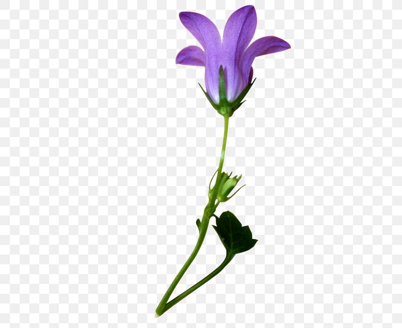 Purple Flower, PNG, 670x670px, Purple, Cut Flowers, Flora, Floral Design, Flower Download Free