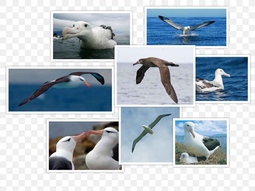 Seabird Gulls Wandering Albatross, PNG, 1024x768px, Bird, Albatross, Beak, Charadriiformes, Fauna Download Free