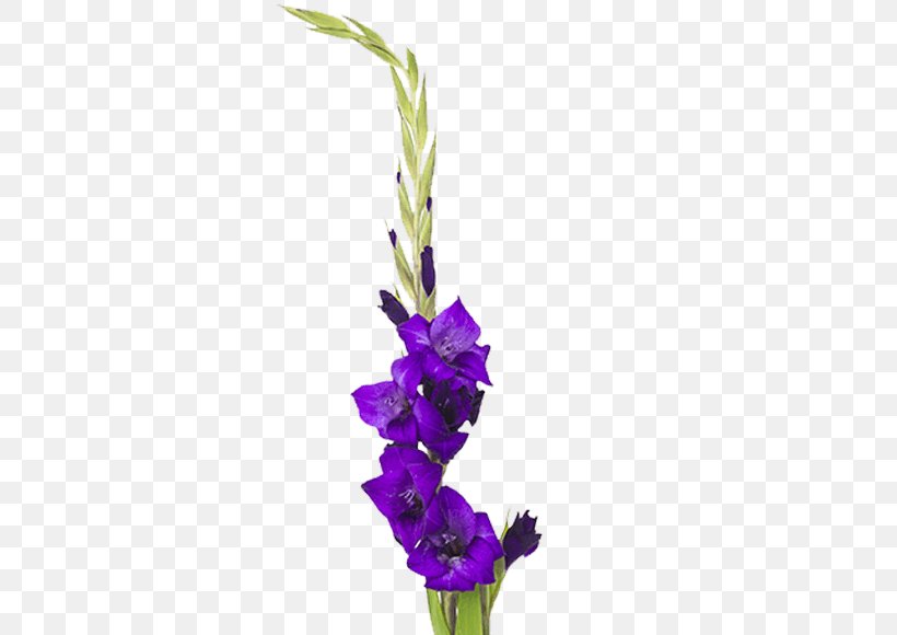 Gladiolus Cut Flowers Plant Stem Floral Design, PNG, 559x580px, Gladiolus, Artificial Flower, Com, Cut Flowers, Floral Design Download Free