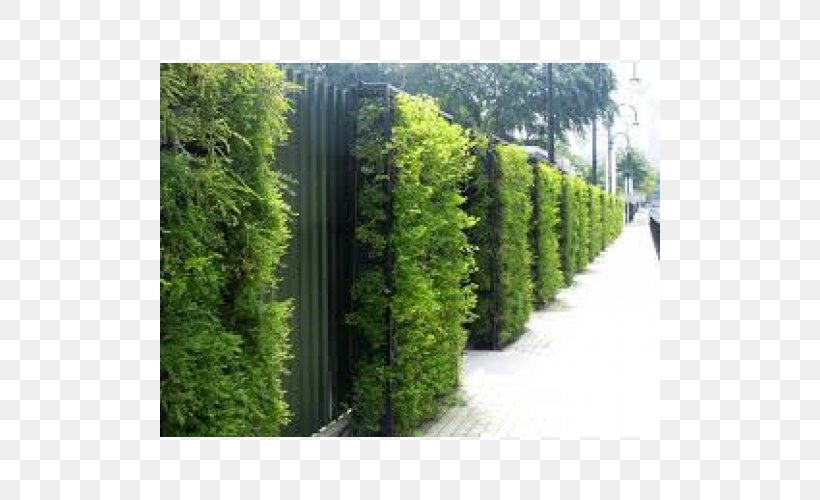 Green Wall Roof Garden Green Roof, PNG, 500x500px, Green Wall, Architecture, Biome, Building, Evergreen Download Free
