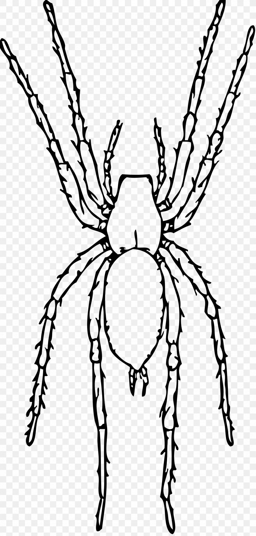 Spider Drawing Clip Art, PNG, 2555x5332px, Spider, Arthropod, Artwork, Black And White, Color Download Free