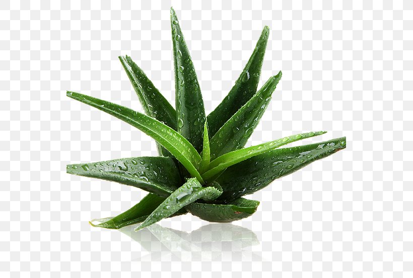 Aloe Vera Plant Gel Sunburn Cream, PNG, 555x553px, Aloe Vera, Aloe, Burn, Cream, Disease Download Free