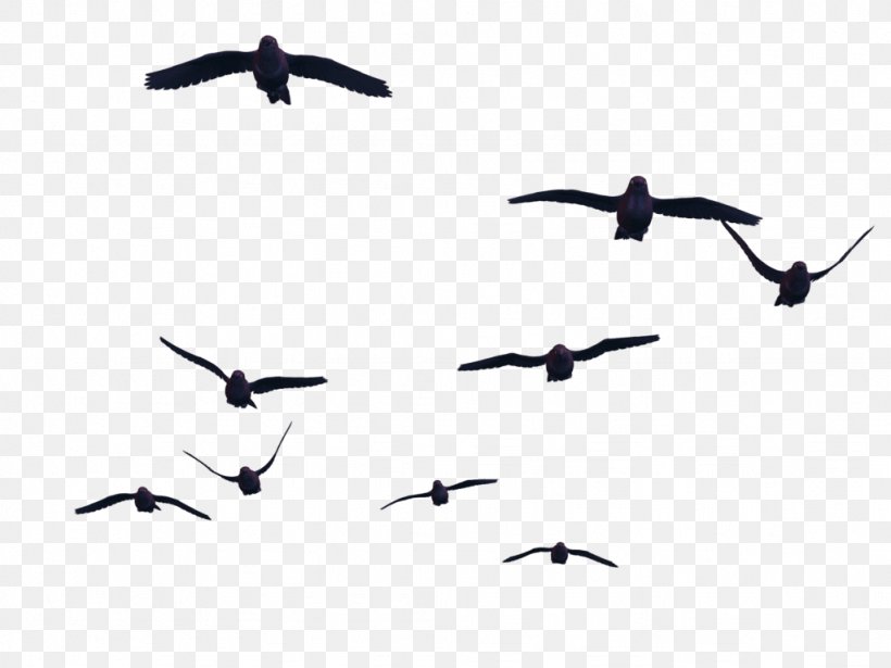 Bird Wing, PNG, 1024x768px, Bird, Animal Migration, Bird Flight, Bird Migration, Flight Download Free