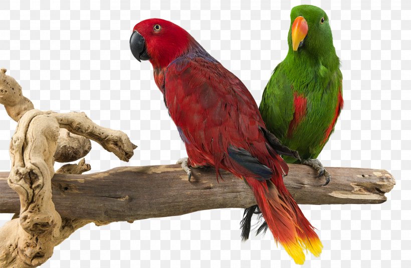 Parrot Budgerigar Lovebird Parakeet, PNG, 1920x1257px, Parrot, Animal, Beak, Bird, Budgerigar Download Free