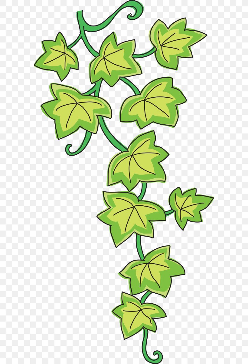 Common Ivy Drawing Vine Clip Art, PNG, 596x1200px, Common Ivy, Artwork