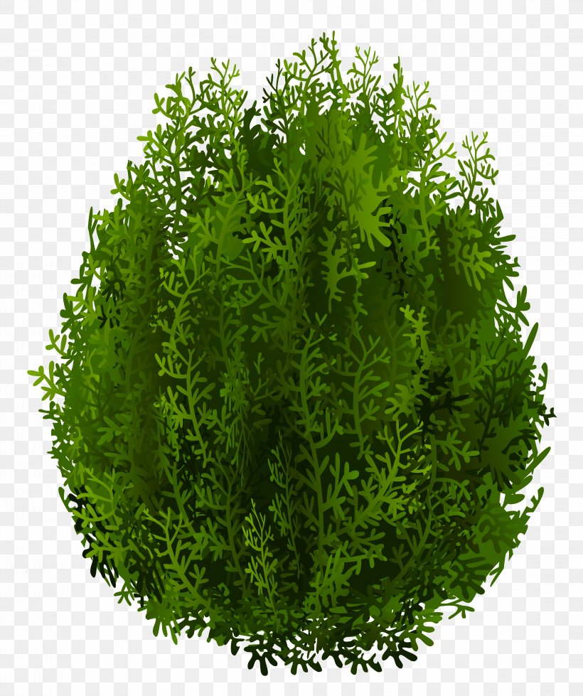 Cupressus Tree Clip Art, PNG, 4587x5480px, Mediterranean Cypress, Conifer Cone, Cupressus, Dots Per Inch, Evergreen Download Free