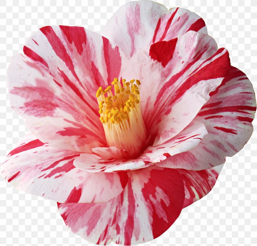 Flower Clip Art, PNG, 1200x1152px, Flower, Annual Plant, Camellia, Digital Image, Flowering Plant Download Free