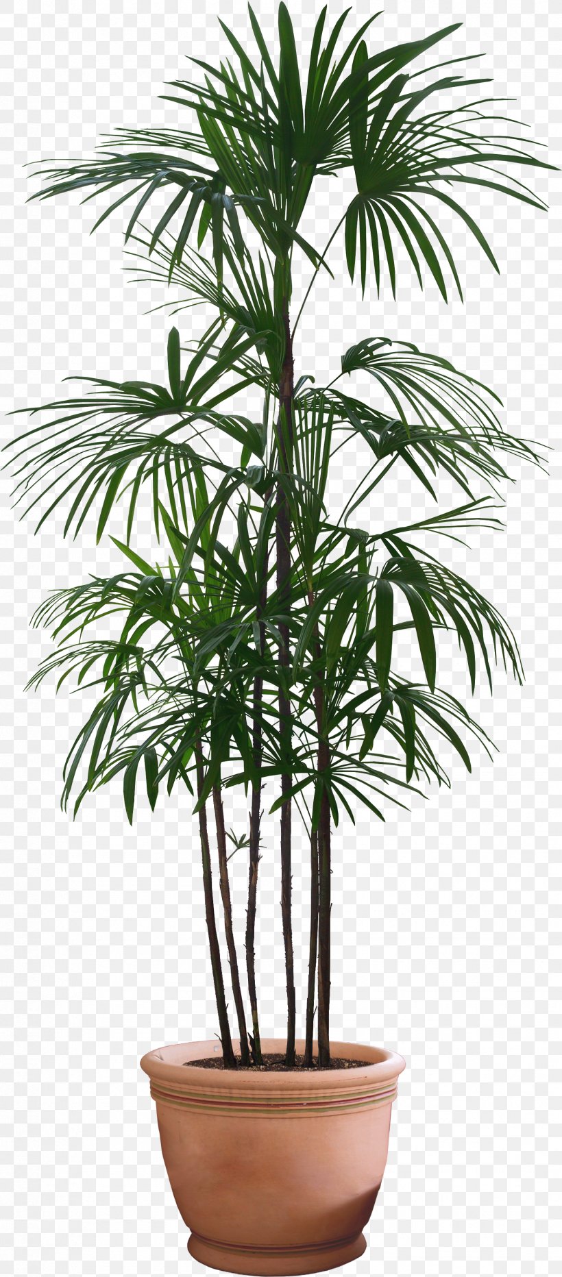 Howea Forsteriana Flowerpot Houseplant, PNG, 1724x3920px, Howea Forsteriana, Arecaceae, Arecales, Couch, Date Palm Download Free