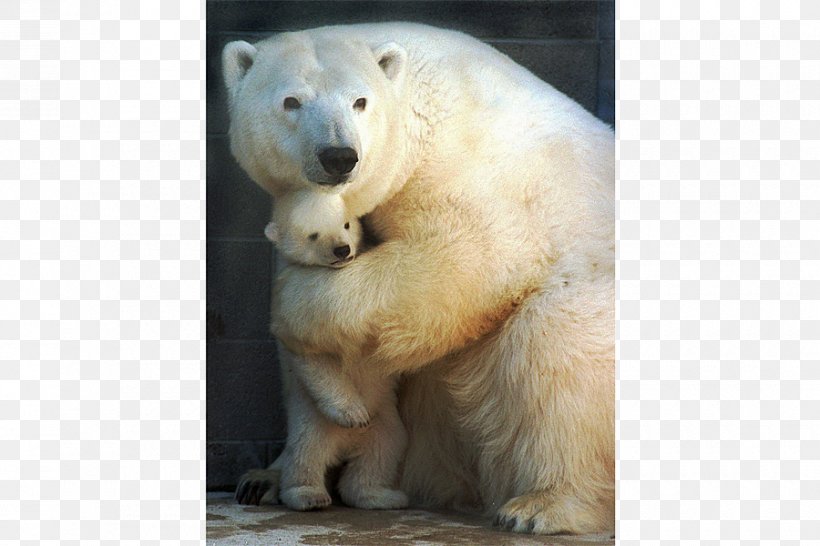 Polar Bear Louisiana Black Bear Bear Hug Grizzly Bear, PNG, 900x600px, Polar Bear, American Black Bear, Animal, Bear, Bear Hug Download Free