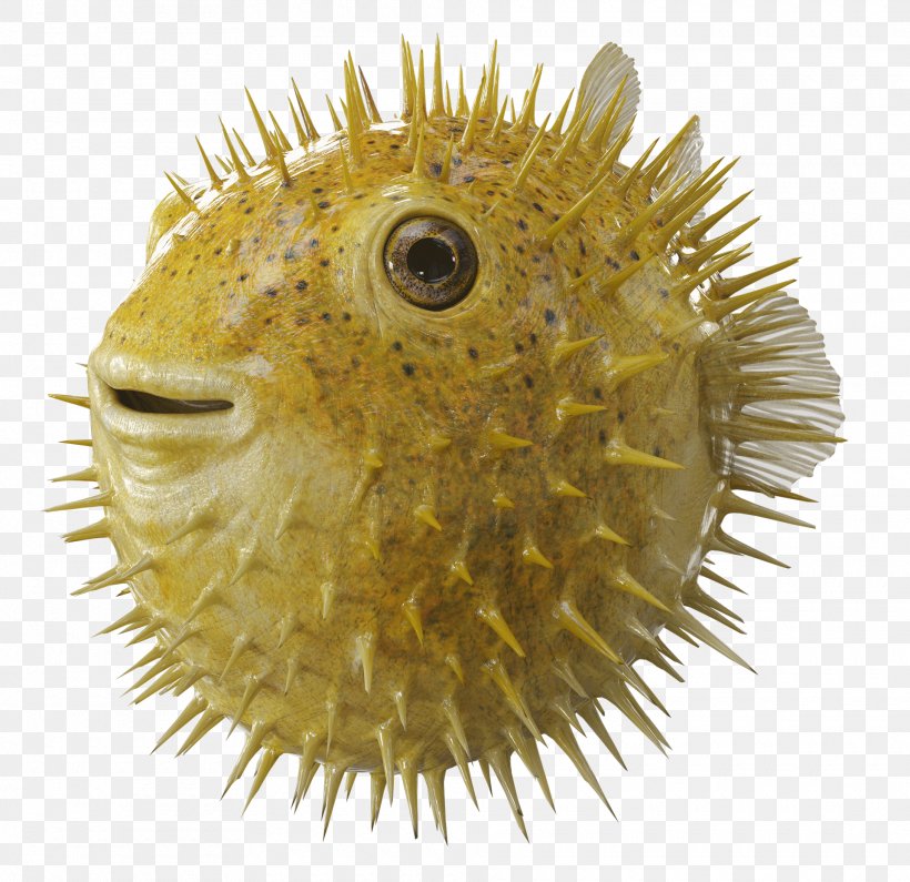 Angel Of The Lord Bank Pufferfish Film Production Companies, PNG, 1920x1862px, Angel Of The Lord, Bank, Behance, Company, Film Download Free